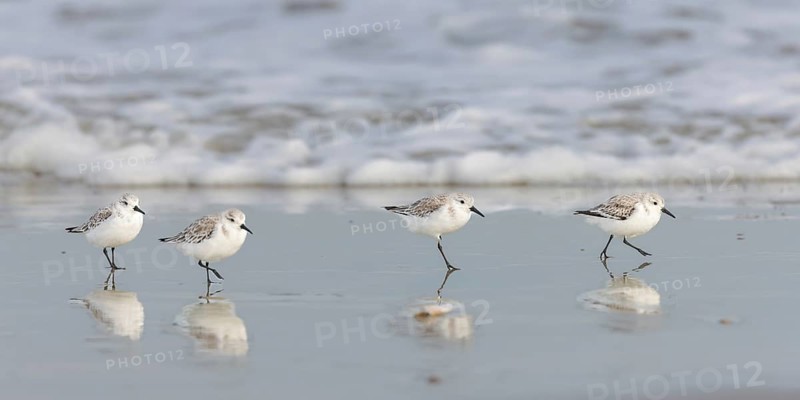Sanderlings (Calidris alba) on the beach of Juist, East Frisian Islands, Germany, Europe