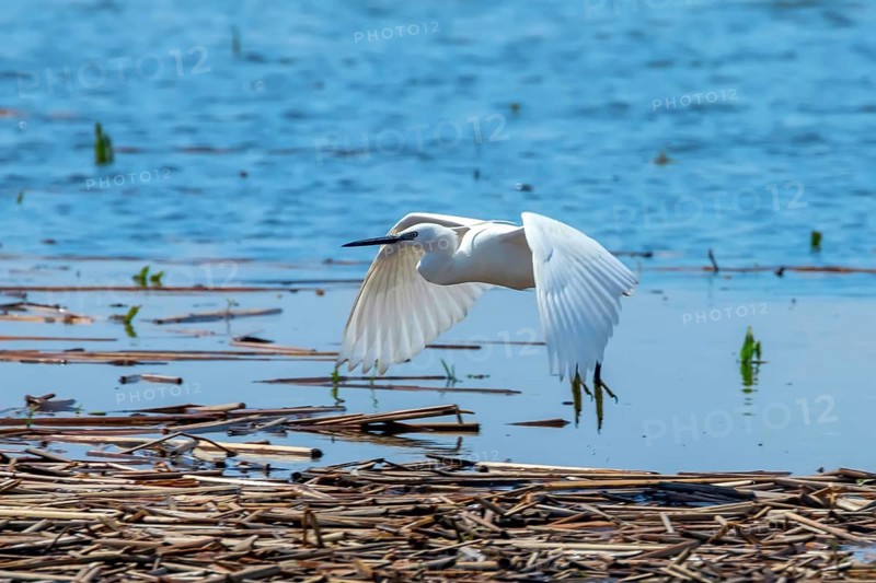 Little Egret in Flight (Egretta garzetta) Small White Heron