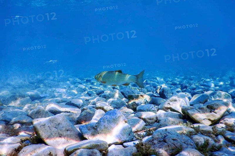 Roach fish in natural habitat, Freshwater fish underwater