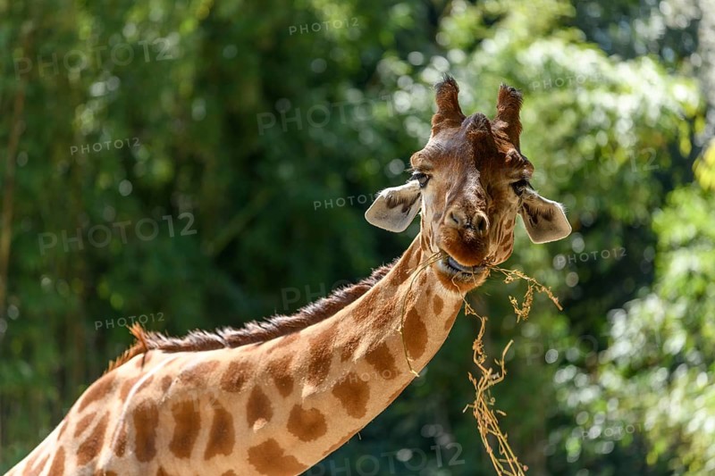 Kordofan's giraffe in captivity at the Sables Zoo in Sables d'Olonne in France
