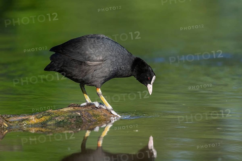 Eurasian coot (Fulica atra) resting on a river. Bas-Rhin, Collectivite europeenne d'Alsace, Grand Est, France, Europe