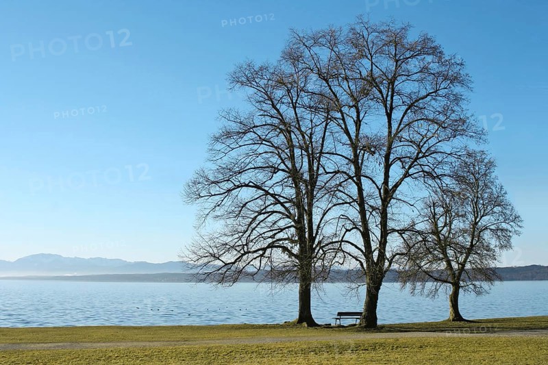 Three trees at the lake Starnberg in Bavaria, Germany, Europe