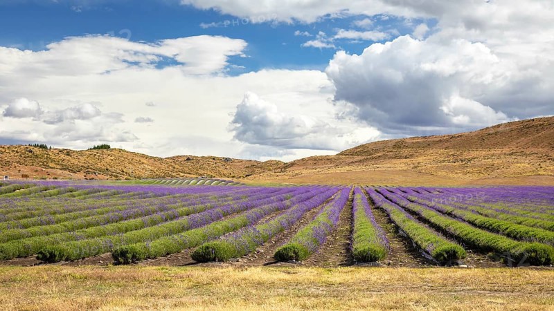 An image of a lavender field in New Zealand