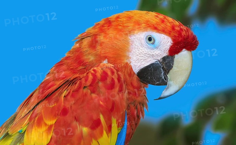 Close up Portrait of the Macaw Parrot Varna