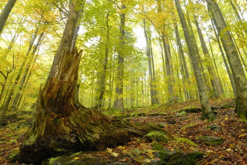 Beech forest in autumn, beech forest in fall