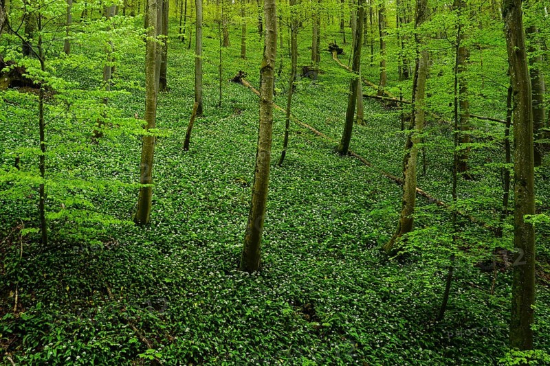 Bear's garlic in the deciduous forest at the foot of the Swabian Alb, bear's garlic in the deciduous forest
