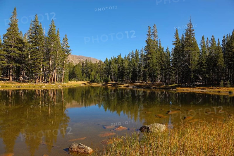 A quiet lake, surrounded by woods, in the mountains of Yosemite Park. Early autumn morning