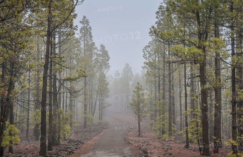 Pine forest north-east of Vilaflor on the PR-TF 72 hiking trail to the Paisaje Lunar lunar landscape, Tenerife, Spain, Europe