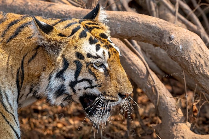 Tiger (Panthera tigris), Bengal tiger or Indian tiger, big cat (Pantherinae), carnivore (Carnivora), critically endangered, animal portrait, Tadoba National Park, tiger reserve, Maharashtra, Chandrapur, India, Asia