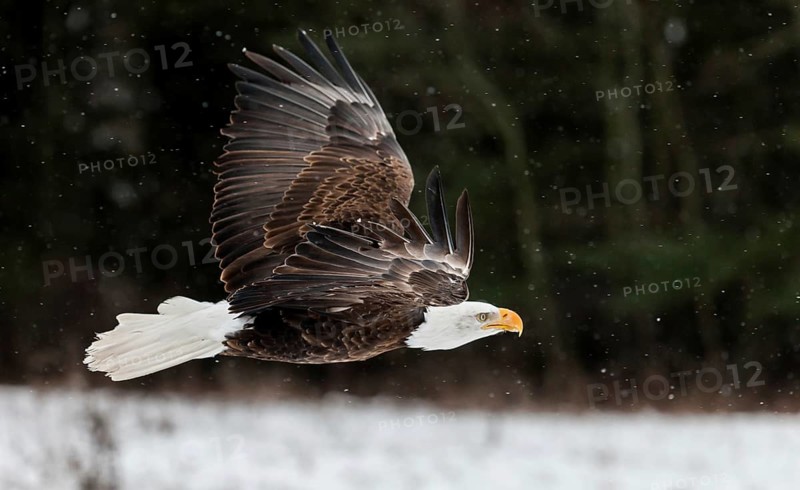 A North American bald eagle (Haliaeetus leucocephalus) at a bird of prey nature reserve