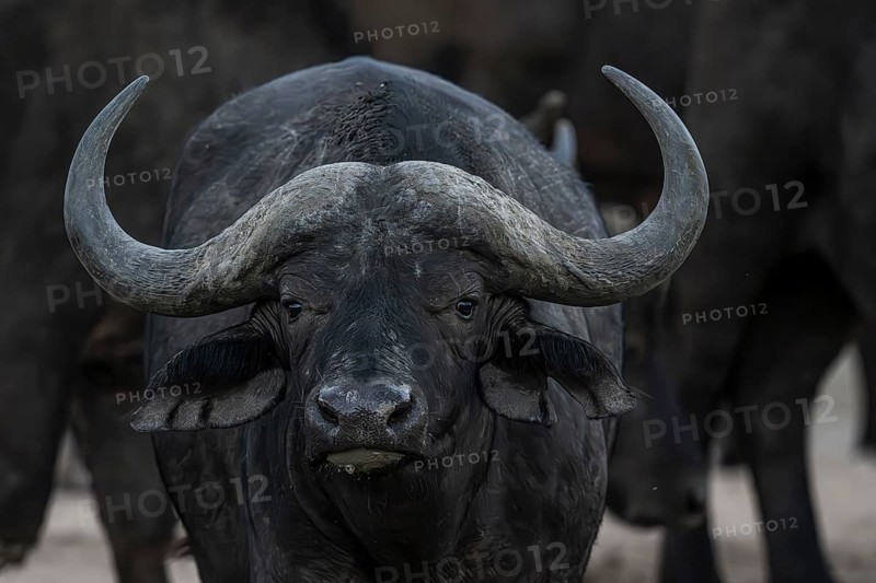 African buffalo (Syncerus caffer), Madikwe Game Reserve, North West Province, South Africa, RSA, Africa