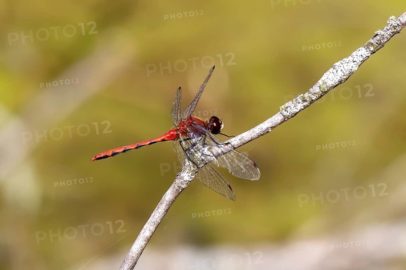 Dragonfly sitting on a branch tree