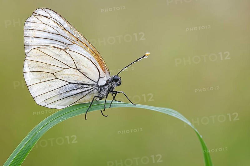 Tree white butterfly (Aporia crataegi) on a leaf