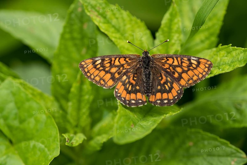 Ash Fritillary (Euphydryas maturna)