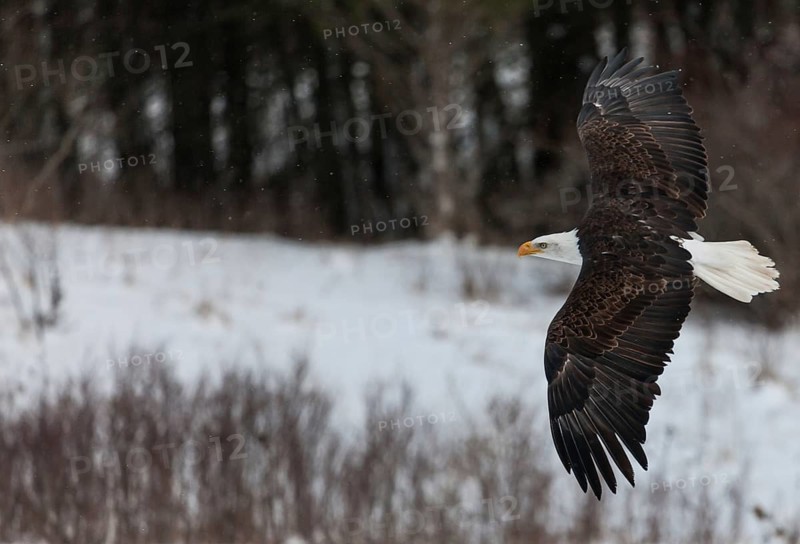 A North American bald eagle (Haliaeetus leucocephalus) at a bird of prey nature reserve