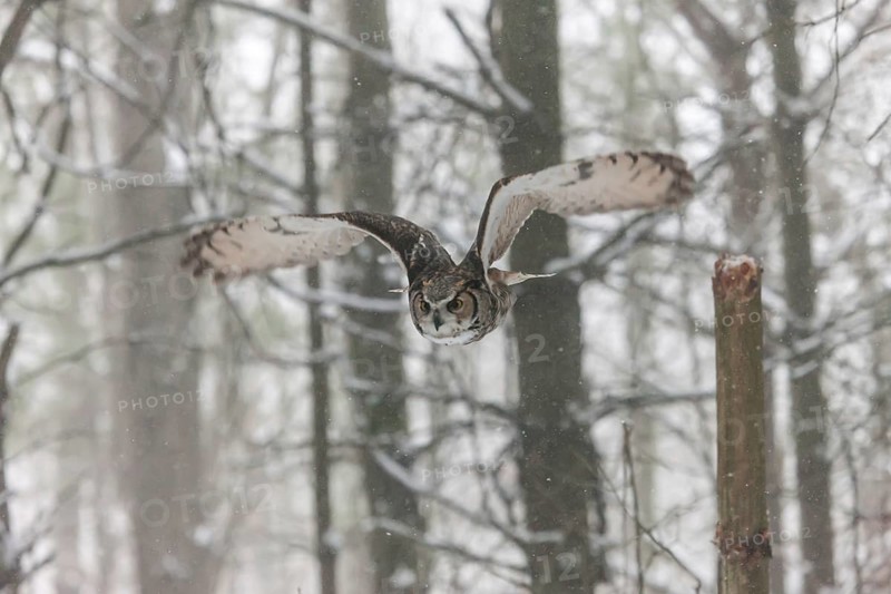 A captive great horned owl (Bubo virginianus) also known as a tiger owl at a bird of prey sanctuary in winter