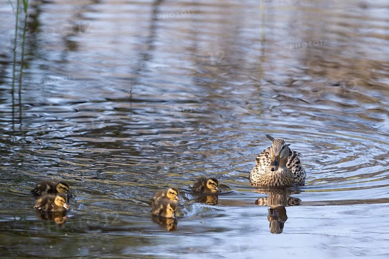 Mother duck with ducklings swimming in the water