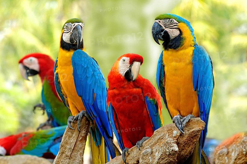 Birds, Scarlet Macaws and Blue and Gold Macaws sitting on branch of tree Safari world Bangkok, Thailand, South East Asia, Asia