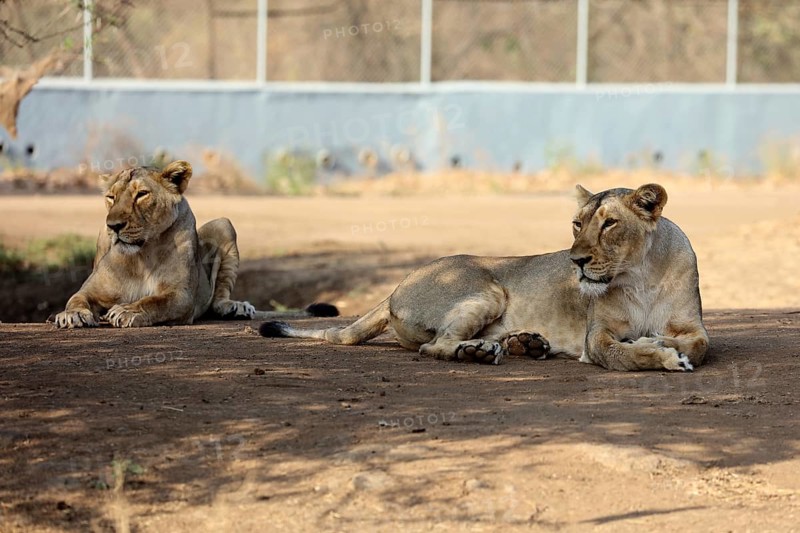 Lioness sasan gir Gujarat India Asia