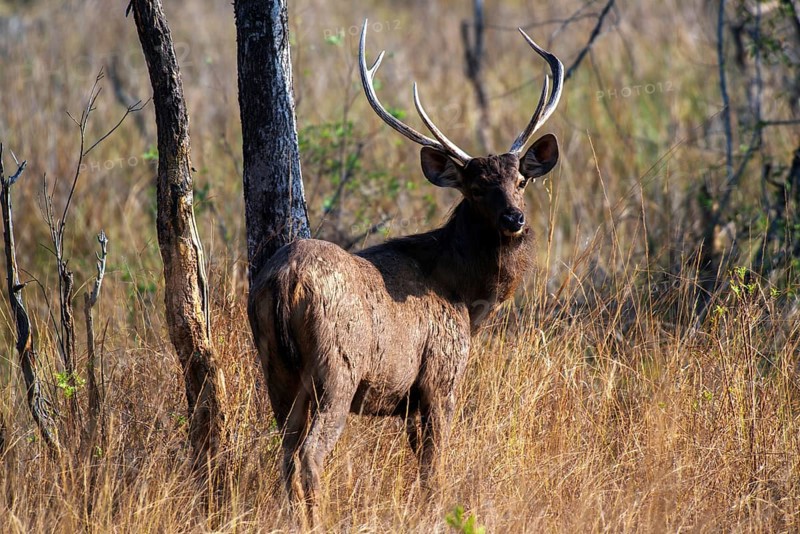 Sambar deer, Tadoba Wildlife Sanctuary, Maharashtra, India, Asia