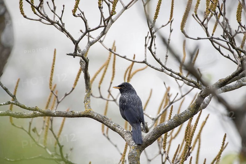 Blue Whistling Thrush, Kedarnath Wildlife Sanctuary, Uttarakhand, India, Asia