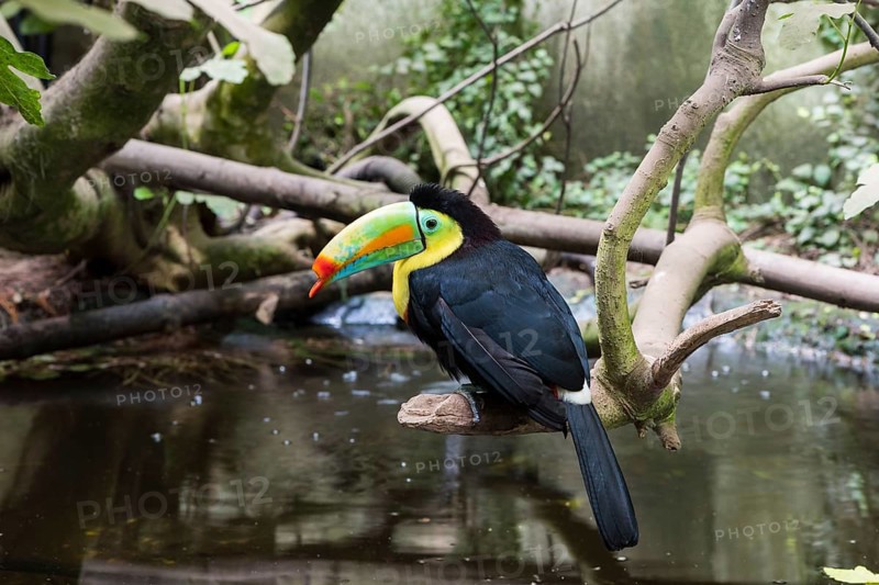 A picture of a colored toucan on a tree
