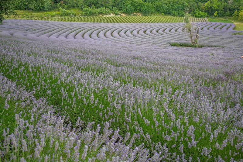 Beautiful summer evening in a lavender field. Large blue lavender bushes blooming in a cultivation area. Landscape shot under a cloudy sky at Lake Balaton, Hungary, Europe