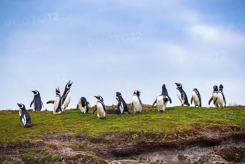Magellanic penguins (Sphreniscus magellanicus), group in the field, Volunteer Point, Falkland Islands, Great Britain, South Atlantic, South America