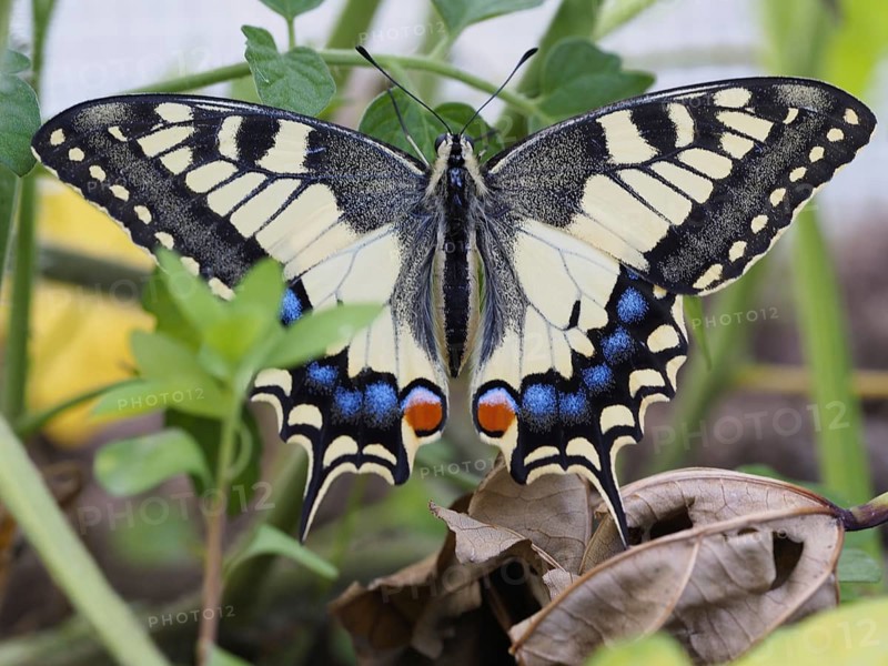 Swallowtail, Papilio machaon