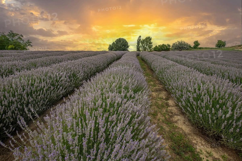Beautiful summer evening in a lavender field. Large blue lavender bushes blooming in a cultivation area. Landscape shot at sunset at Lake Balaton, Hungary, Europe