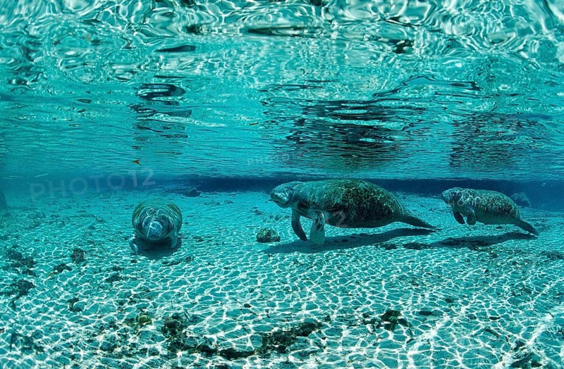 Round-tailed manatee, mother and calf, Trichechus manatus latirostris, USA, Florida, FL, Crystal River, North America