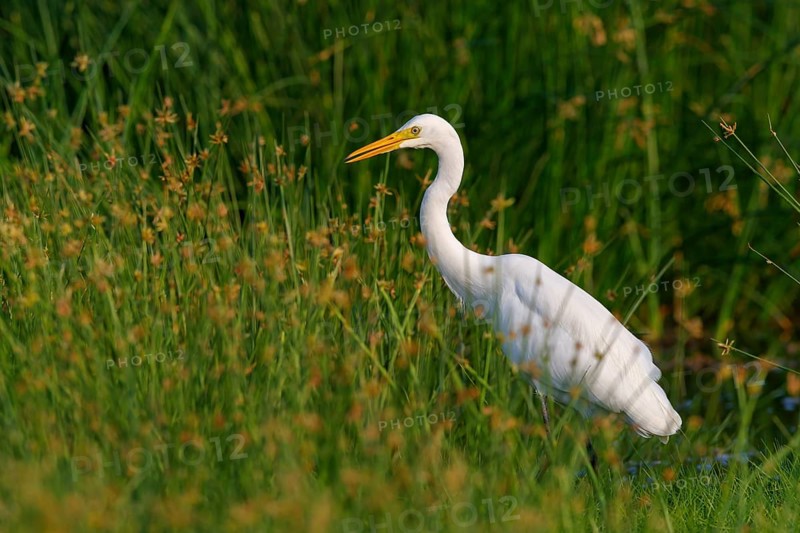 Asian Intermediate Egret, Intermediate Egret, Egretta intermedia, Mesophoyx intermedia, Aigrette intermédiaire, Héron intermédiaire, Garceta intermedia Salalah, Khawr Rawri, Dhofar, Oman, Asia