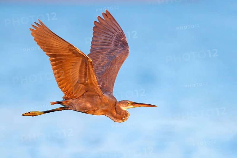 Heron, (Egretta gularis), heron, animals, birds, biotope, habitat, foraging Salalah, Raysut, Dhofar, Oman, Asia