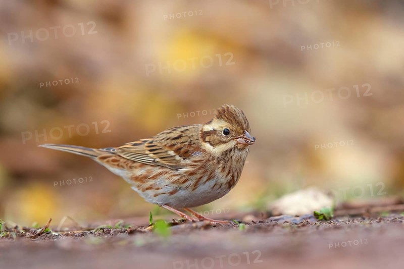 Bunting, (Emberiza rustica), animals, birds, buntings, biotope, Heligoland, Schleswig-Holstein, Federal Republic of Germany