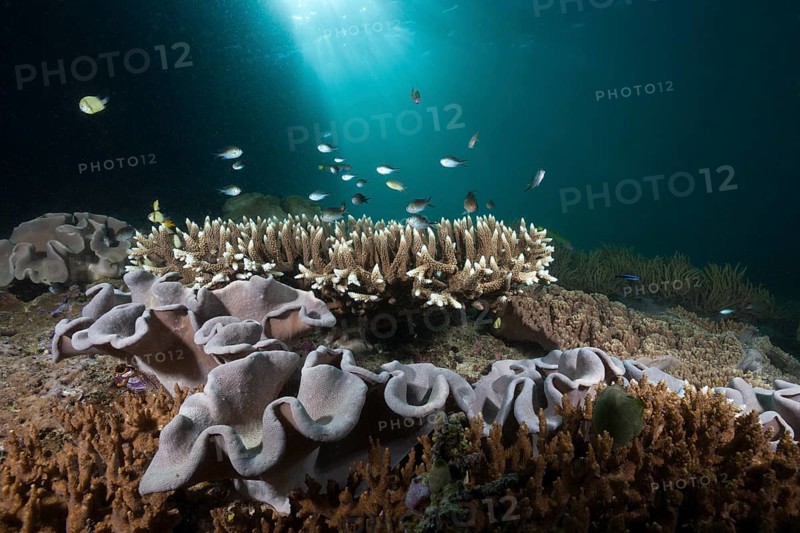 Coral reef with mushroom leather coral, Sarcophyton sp., Triton Bay, West Papua, Indonesia, Asia