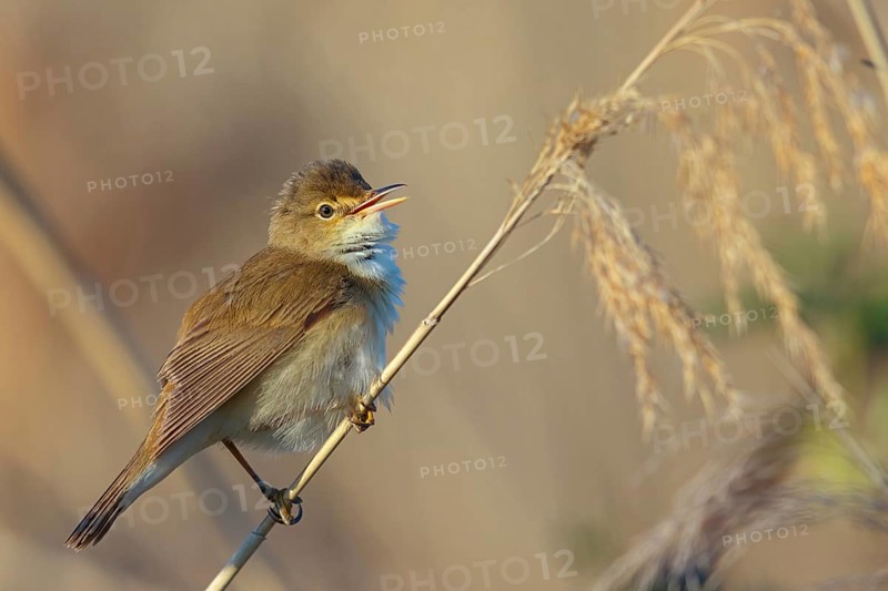 Reed Warbler, subspecies scirpaceus, (Acrocephalus scirpaceus scirpaceus), (Acrocephalus scirpaceus), animals, birds, songbirds, Hockenheim, Baden-Württemberg, Federal Republic of Germany