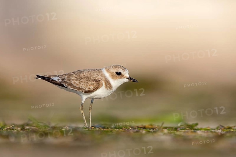 Animals, birds, plover, Kentish plover, (Charadrius alexandrinus), biotope, habitat, foraging, Barr Al Hikman, Shannah, Ash Sharqiyah South, Oman, Asia