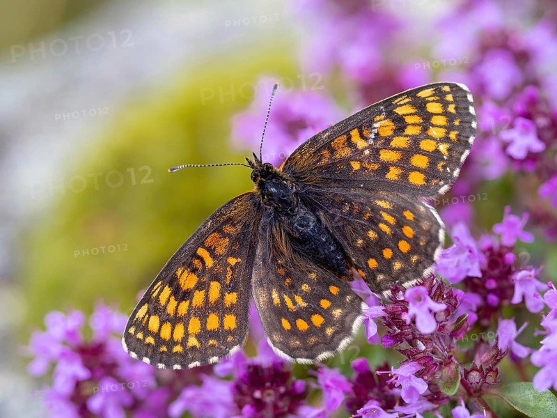 Fritillary butterfly, Common fritillary, (Melitaea athalia), butterfly, butterflies, moths, insect, insects, Black Forest, Feldberg region, Baden-Württemberg, Federal Republic of Germany