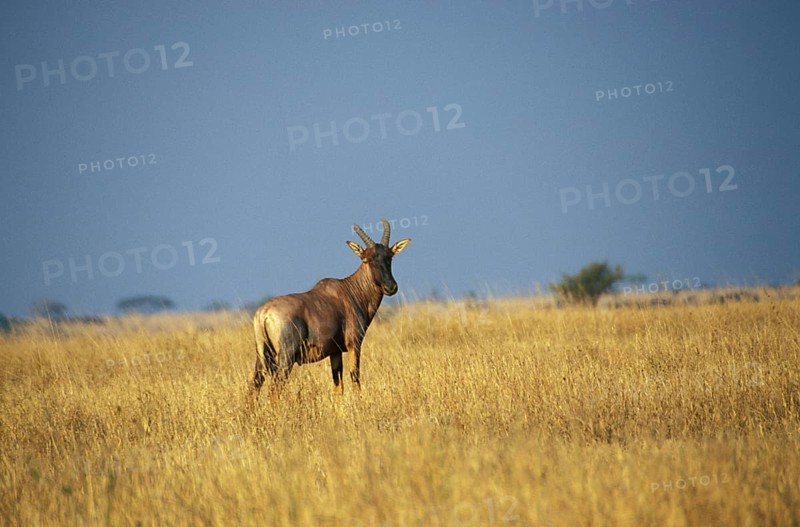Red hartebeest (Alcelaphus buselaphus)