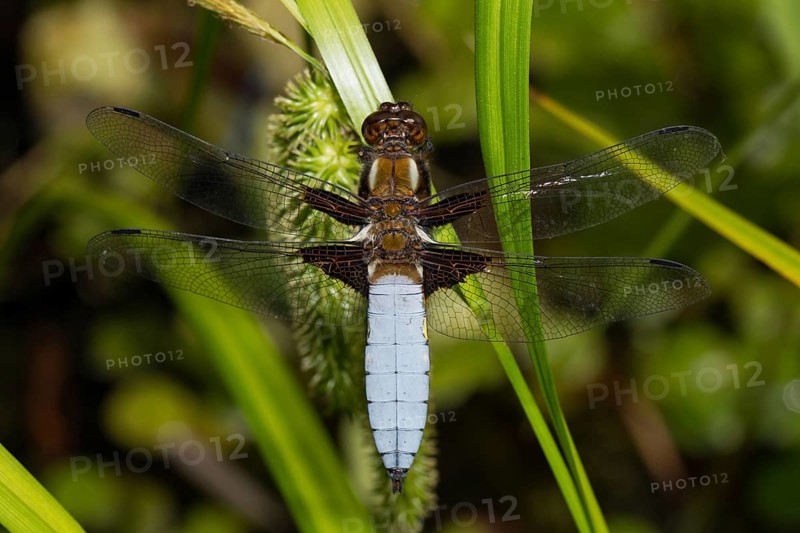Flat belly (Libellula depressa)