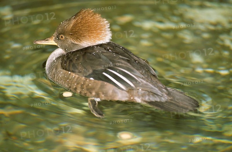 Hooded merganser female (Mergus cucculatus)