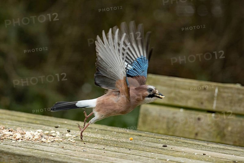 Eurasian jay (Garrulus glandarius)