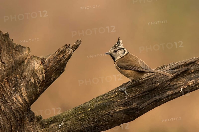 Crested Tit (Lophophanes cristatus)