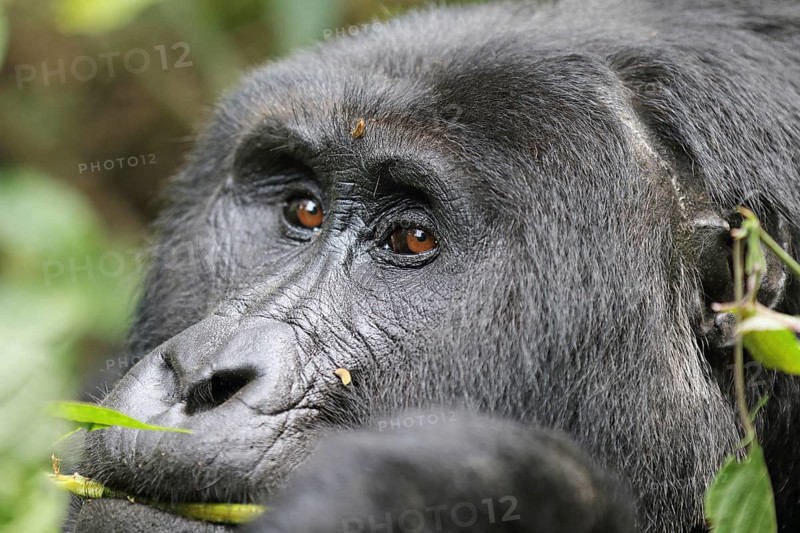Mountain gorilla (Gorilla beringei beringei)