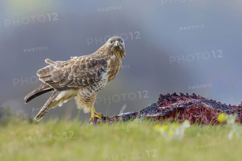 Common buzzard (Buteo buteo)