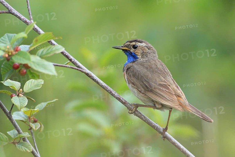 Bluethroat (Luscinia svecica)