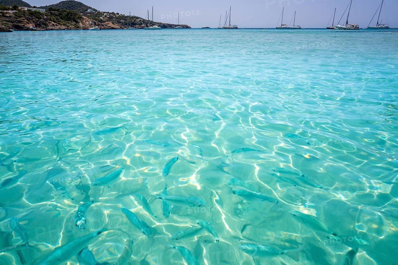 Ibiza Cala Tarida beach in Sant Josep of Balearic Islands