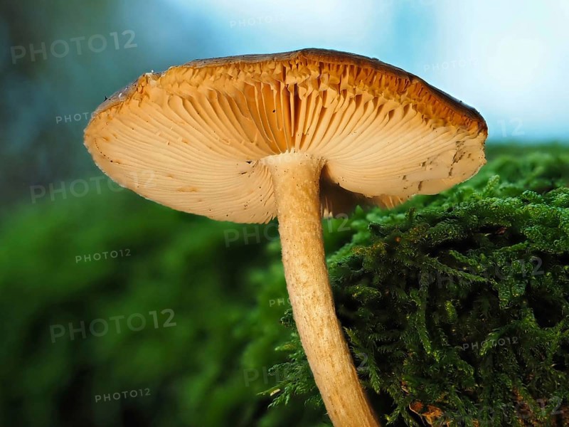 Mushroom Häubling (Galerina), blurred background, North Rhine-Westphalia, Germany, Europe