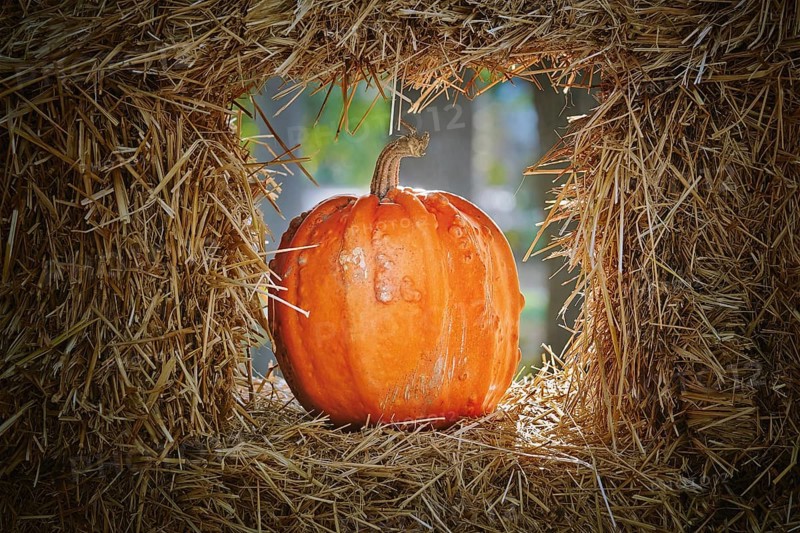 Pumpkins in a Hay Window Varna, Bulgaria, Europe