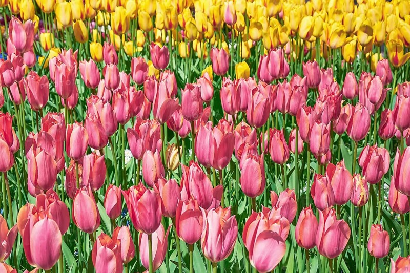 Flower Bed of Pink Tulips against Yellow ones Keukenhof, Netherlands